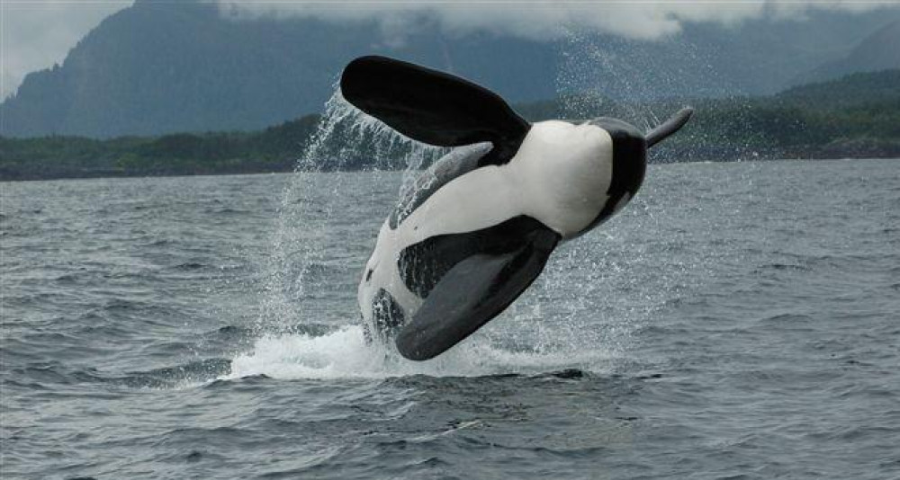 Whale Watching in Juneau