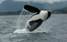 Juneau Charters, LLC1