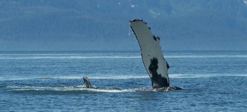 Private Whale Watching in Juneau