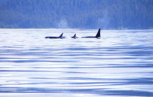 Juneau Charters, LLC4