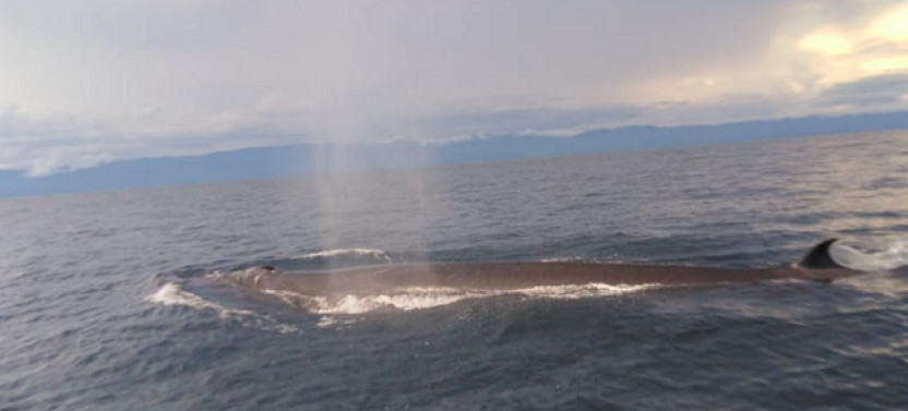 Whale Watching Tour