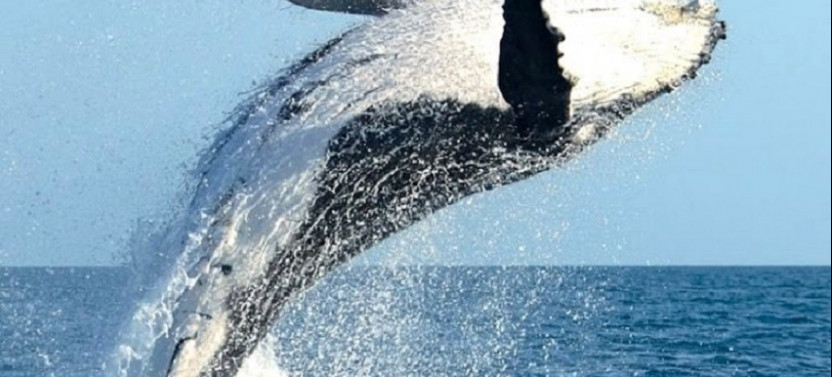 Whale Watching Tour