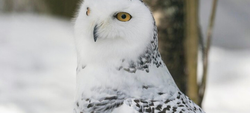 Rovaniemi: Ranua Arctic Wildlife Zoo Park Tour & Hot BBQ Lunch