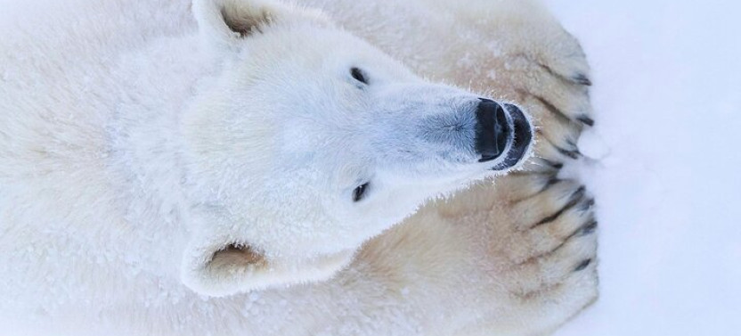 Rovaniemi: Ranua Arctic Wildlife Zoo Park Tour & Hot BBQ Lunch