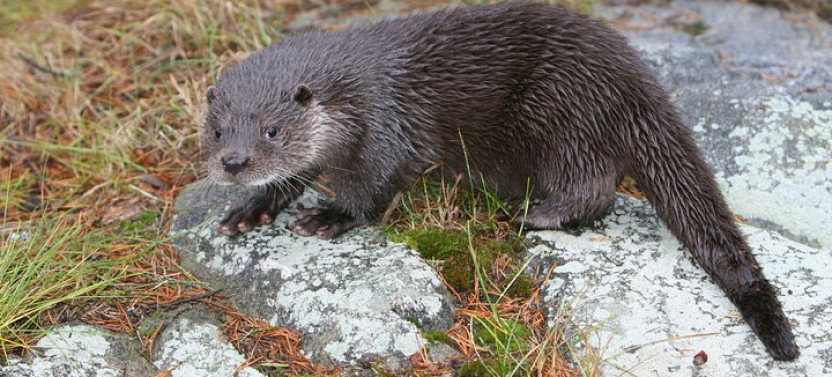 Rovaniemi: Ranua Arctic Wildlife Zoo Park Tour & Hot BBQ Lunch