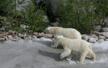 Book Lapland15