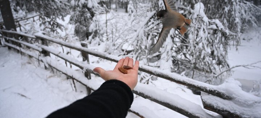 Rovaniemi: Korouoma Frozen Waterfalls Hike with Hot BBQ Lunch
