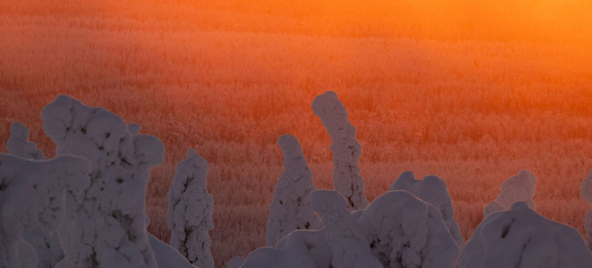 Riisitunturi Snow Monsters Winter Hike from Rovaniemi