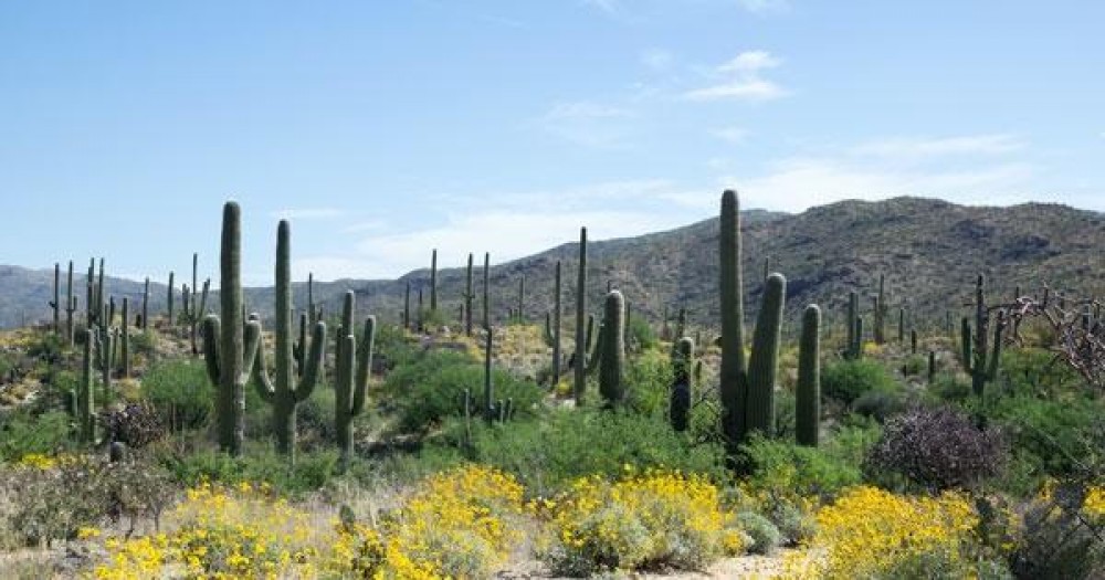 Private Guided Hiking Tour with Dining in Scottsdale from Phoenix