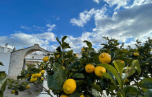 Martulli Viaggi - DMC7