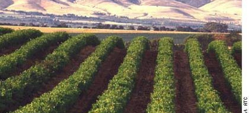 Half-Day Afternoon Wine Tasting And Adelaide Coast