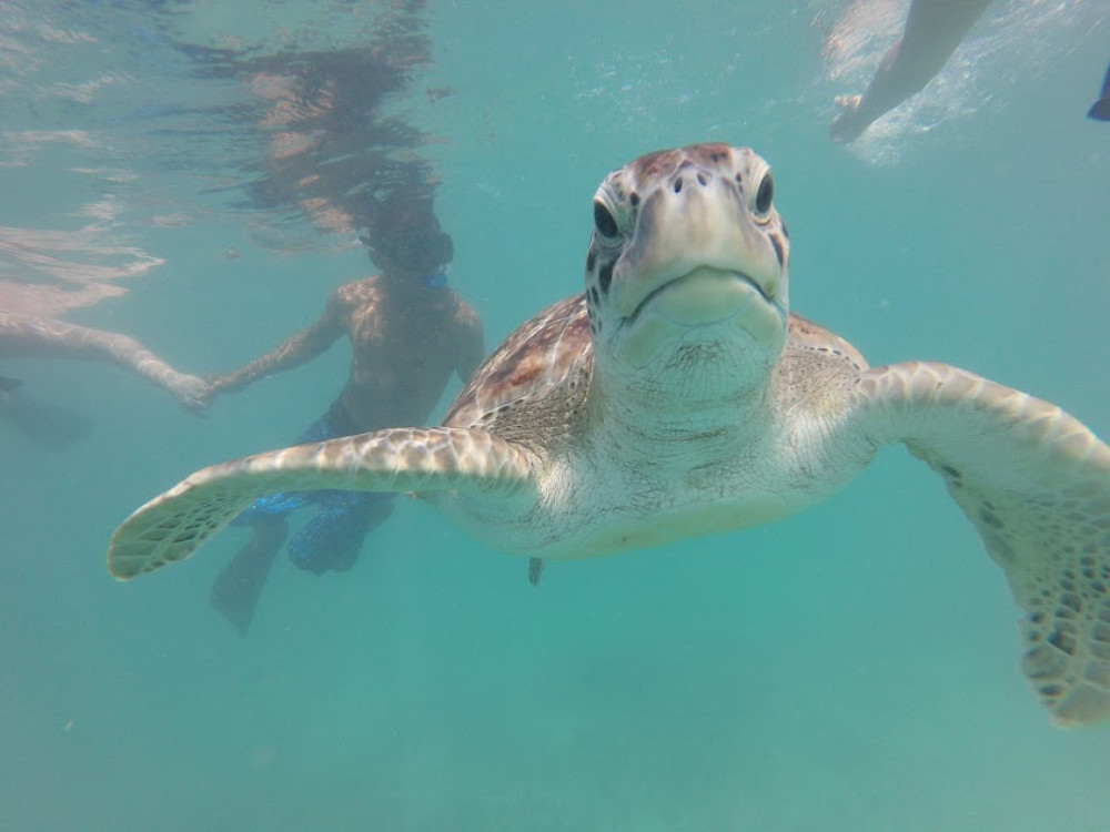 Aquatic Turtle Dream: Snorkeling Turtle Bay & Private Underground River