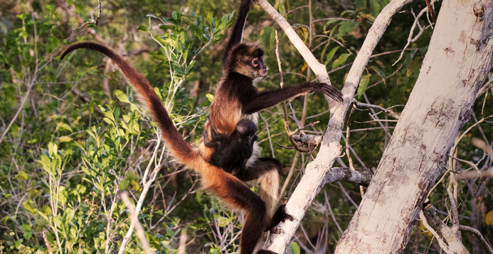 Coba Wild Monkey Reserve: Coba Archeological Site & Wild Monkey Reserve