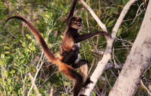 Living Dreams Mexico1