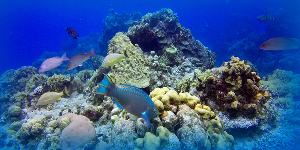 Dream Cozumel: Boat charter, Colombia/Palancar Reef, & Visit to El Cielo