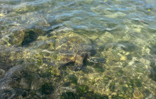 Hilo Ocean Adventures LLC3