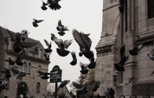 Paris in person5