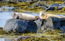 Magic Iceland Travel19