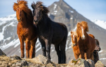 Magic Iceland Travel3