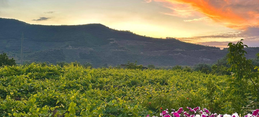 Discover Roshnik: Village Life and Alpeta Winery Tasting