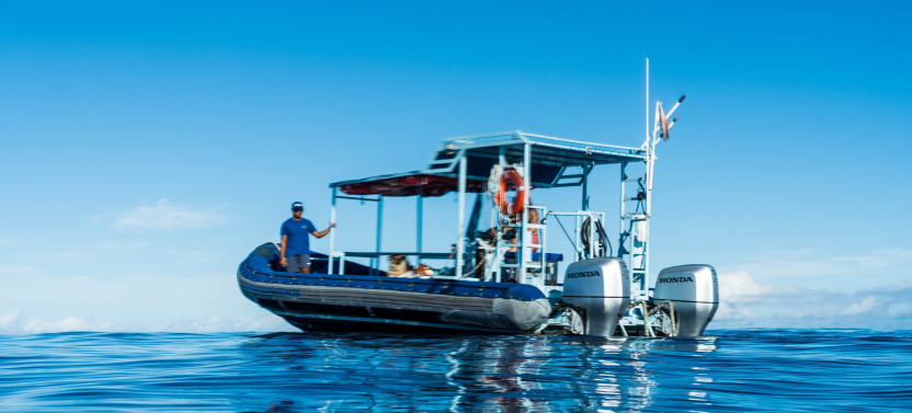 Private Charter: Dolphin Warrior