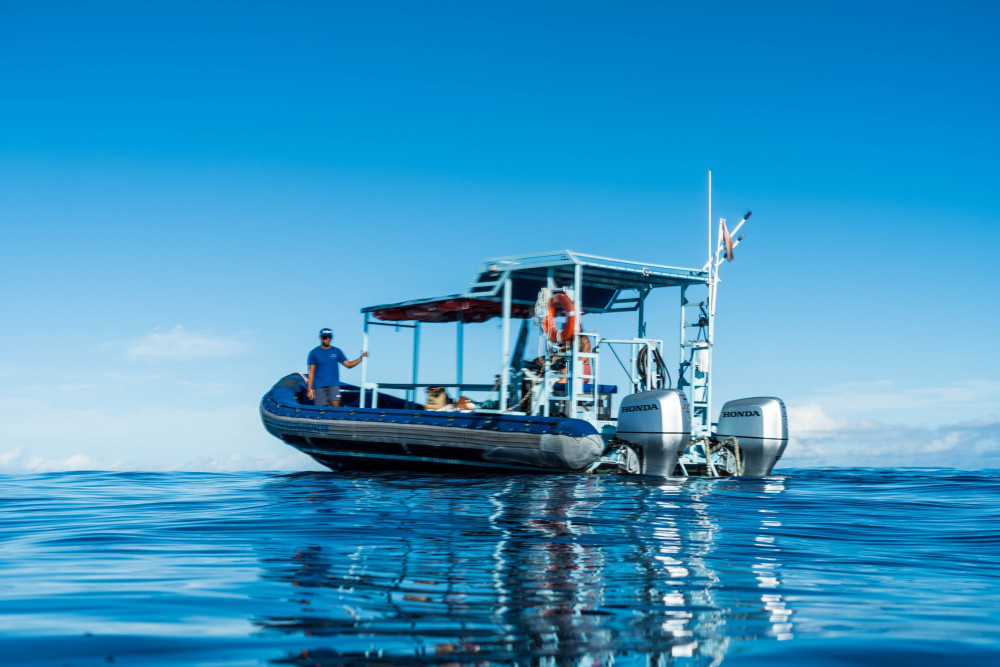 Private Charter: Dolphin Warrior