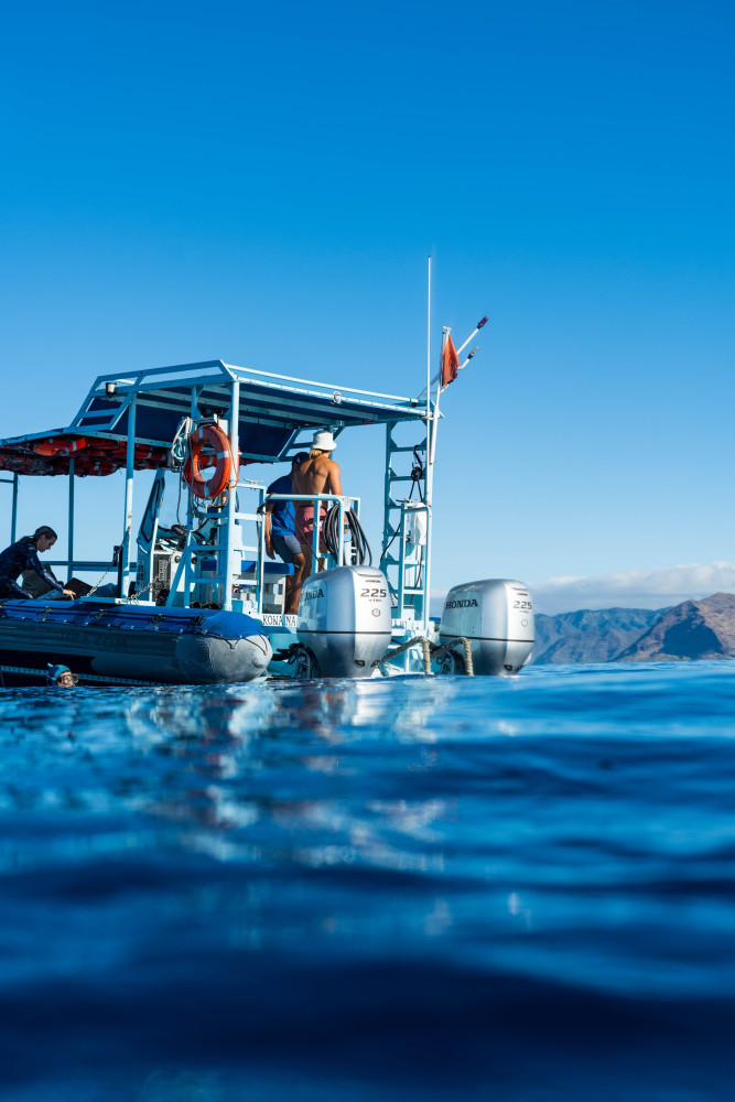 Iruka Hawaii Dolphin - O'ahu