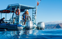 Iruka Hawaii Dolphin - O'ahu16