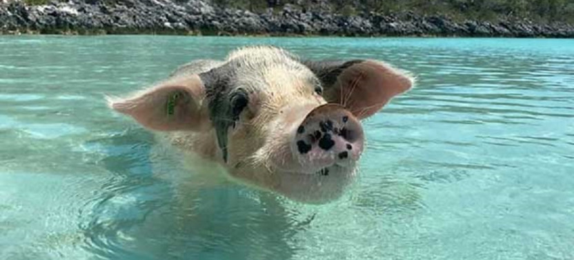 Famous Exuma Swimming Pigs at Big Major Cay, Sharks & Iguanas