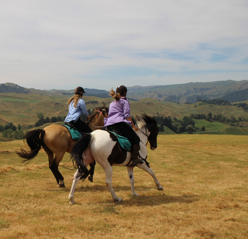 Half-Day Advanced Horseback Trek With Cantering in Rangitikei Hinterland