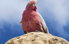 Perth Short Stay Tours13