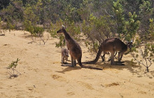 Perth Short Stay Tours14