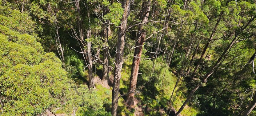 2 Day Tour of Busselton Jetty, Ngilgi Cave and Valley Of The Giants