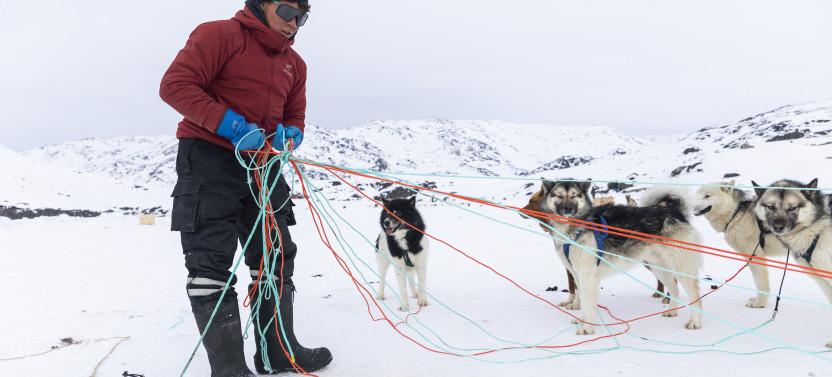 2-Hour Traditional Dog Sledding Adventure in Ilulissat