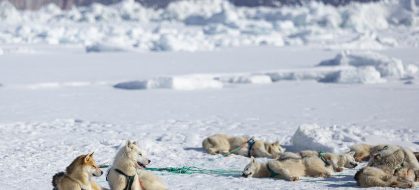 Arctic Sled Dog Kennel Visit & Cultural Experience in Ilulissat