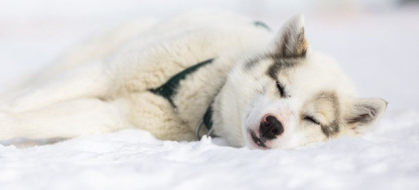 Arctic Sled Dog Kennel Visit & Cultural Experience in Ilulissat