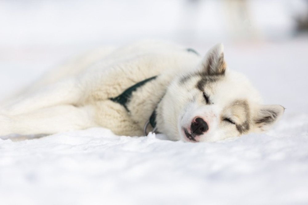 Arctic Sled Dog Kennel Visit & Cultural Experience in Ilulissat