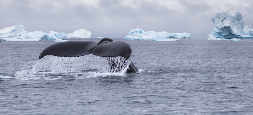 Summer Whale Watching Cruise Among Icebergs in Ilulissat
