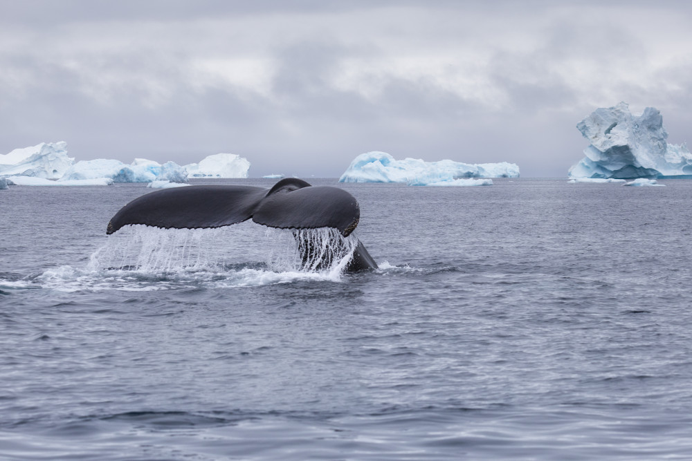 Summer Whale Watching Cruise Among Icebergs in Ilulissat