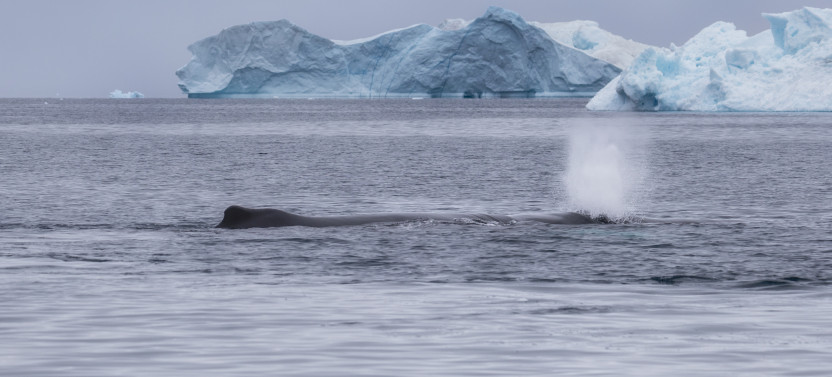 Summer Whale Watching Cruise Among Icebergs in Ilulissat