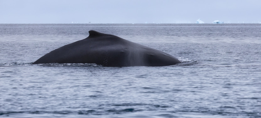 Summer Whale Watching Cruise Among Icebergs in Ilulissat