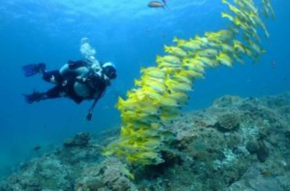 Discover Scuba Diving In Dibba Al Fujairah