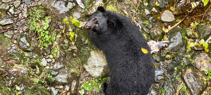Black Bear Viewing & Rainforest Sanctuary Boardwalk Tour in Ketchikan
