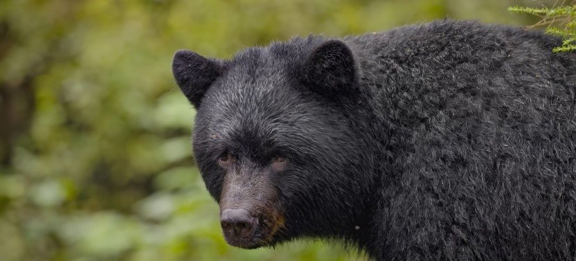 Black Bear Viewing & Rainforest Sanctuary Boardwalk Tour in Ketchikan