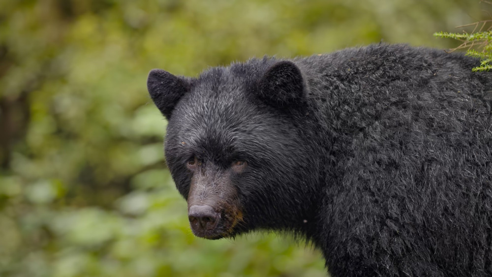 Black Bear Viewing & Rainforest Sanctuary Boardwalk Tour in Ketchikan