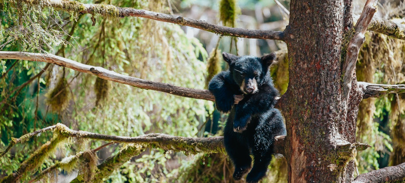 Black Bear Viewing & Rainforest Sanctuary Boardwalk Tour in Ketchikan