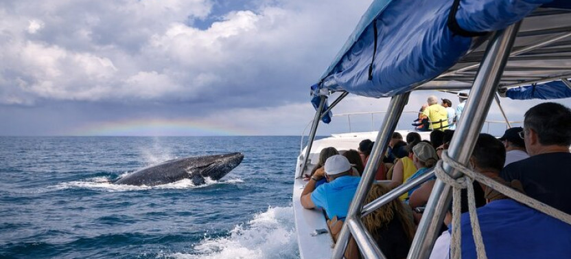 Samana Whale Watching Tour, Limón Waterfall & Cayo Levantado