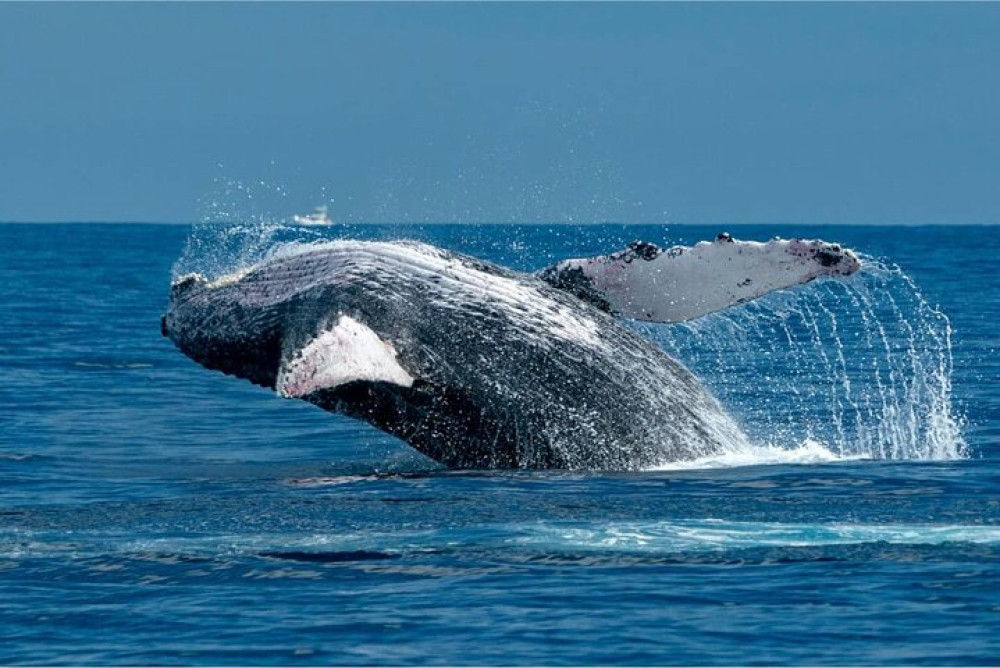 Samana Whale Watching Tour, Limón Waterfall & Cayo Levantado