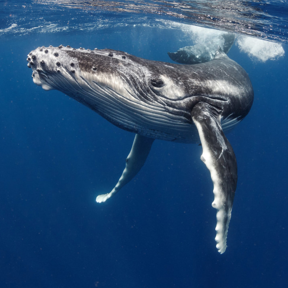 Shared respectful Whale Tour