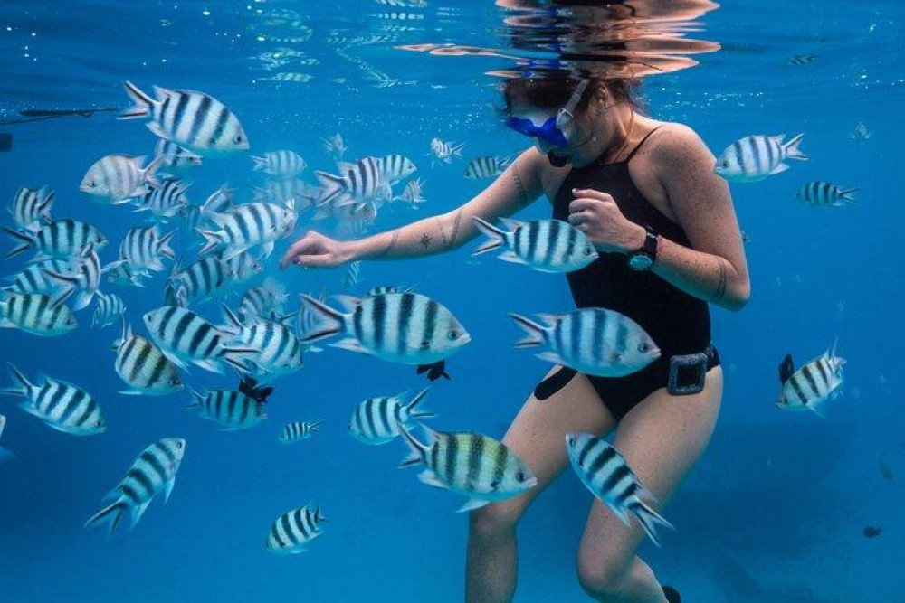 Shared Snorkeling & Picnic Tour With Dolphins, Turtles & Stingrays